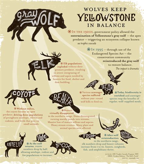Between 1914 and 1926 136 wolves were killed, and in 1926 the last wolf pack in Yellowstone is killed. . Negative effects of wolves in yellowstone